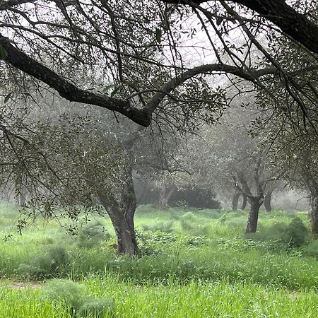 Muristene Pozzo Santa Cristina Paulilatino Exteriör bild