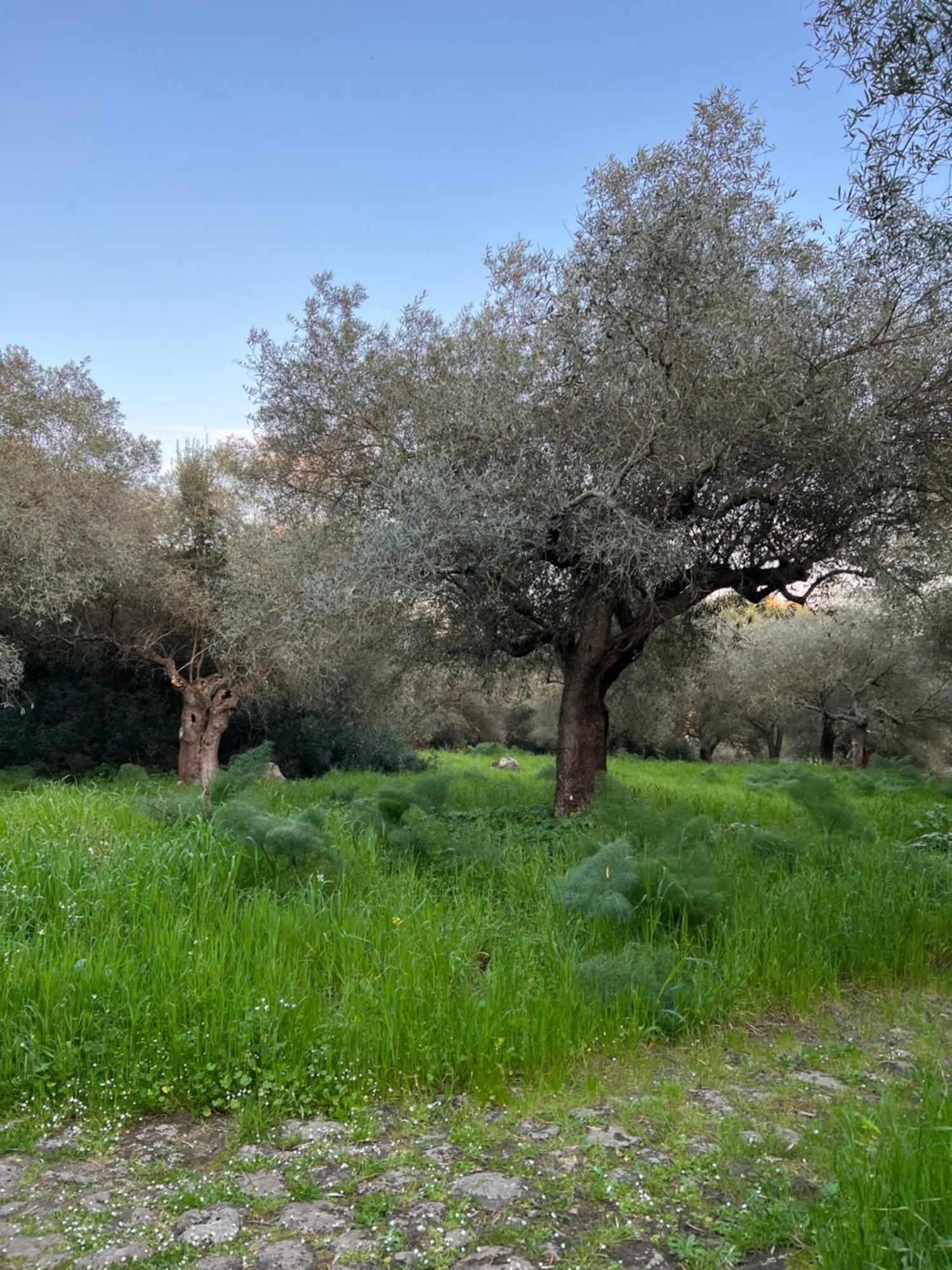 Muristene Pozzo Santa Cristina Paulilatino Exteriör bild