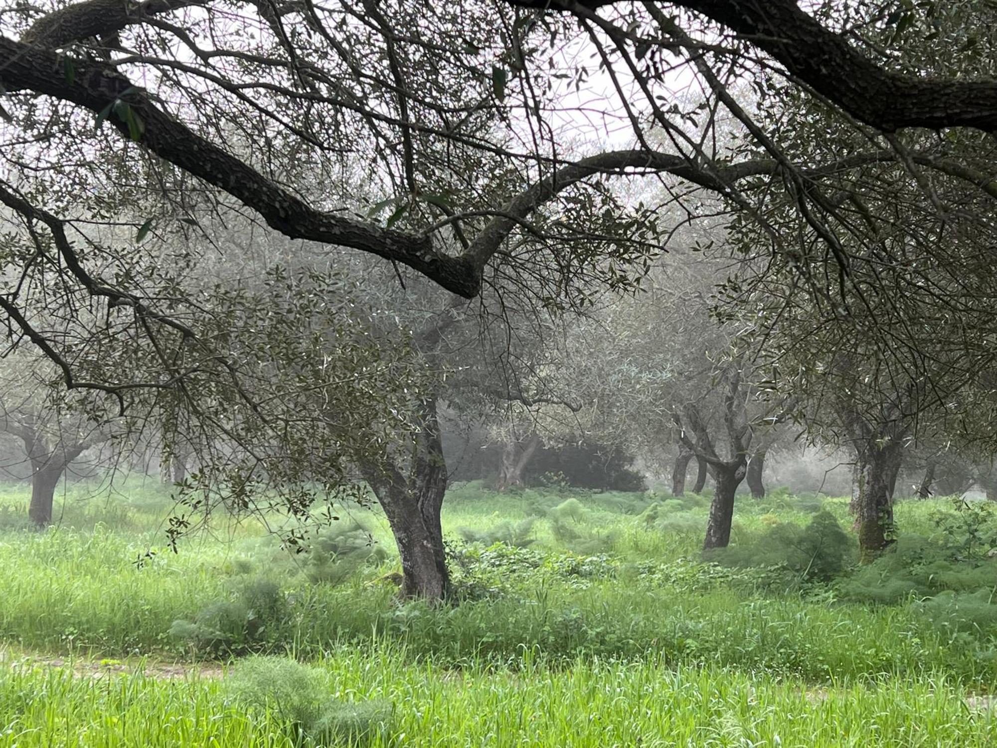 Muristene Pozzo Santa Cristina Paulilatino Exteriör bild